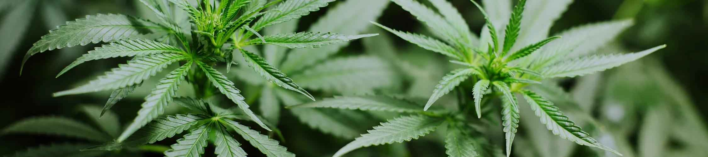Medizinalcannabis Cannabis Rechtsanwalt Rosenheim